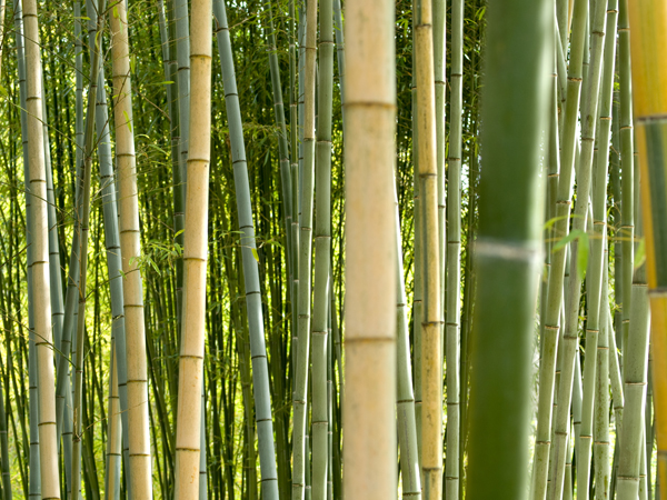 SCENERY Bamboo`BM 25